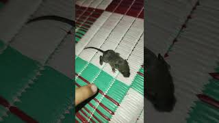 Playing with baby ratshortsviral shortvideopetinsects youtubeytshortsreelsrat [upl. by Fagaly]