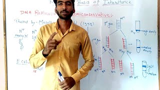 Meselson and stahl experiment  Molecular basis of inheritance part 4 [upl. by Idnak]