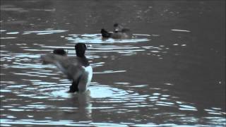 Migrating Ducks at Dusk  Sims Park Suwanee Georgia [upl. by Horatio]