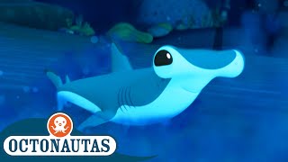 Octonautas  🦈 Resgate de TubarãoMartelo Bebê ⛑️  2ª Temporada  Melhores Partes [upl. by Aiepoissac]