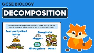 Decomposition amp Decomposers  GCSE Biology [upl. by Erek]