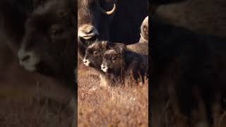 Musk Ox ox wildlifephotography wildlife [upl. by Anev]