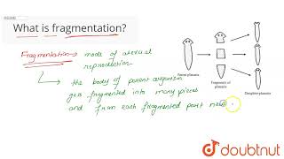 What is fragmentation  CLASS 12  REPRODUCTION IN ORGANISMS  BIOLOGY  Doubtnut [upl. by Amandie]