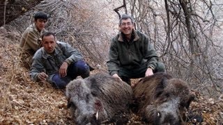 SANGLIER Wild BOAR HUNTING Chasse North TADJIKISTAN by Seladang [upl. by Inez]