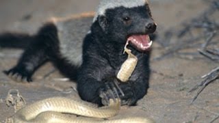 The Honey Badgers Dont give a F [upl. by Aneerb]