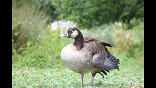 Honking Hybrid  Greylag X Canada Goose [upl. by Tager]