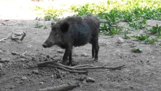 Lebensraum der Wildschweine [upl. by Grania]