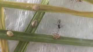 Parasitoid Aphidius ervi emerging from a Grain aphid mummy [upl. by Hauger]