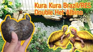 Amunisi Project Breeding Kura Kura BrazilRES Red Eared Slider Double Het Albino pets [upl. by Behm]