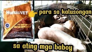 HumicVET para sa kalusongan sa atin ng Baboy [upl. by Emilie105]