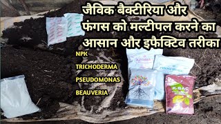 How to multiply npk bacteria pseudomonas beauveria in organic carbon lahsun ke liye best basle dose [upl. by Oilalue]