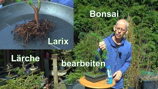 Bonsai Larix die Lärche in der Grundgestaltung Rückschnitt Wurzelschnitt und Einpflanzen [upl. by Ellered199]