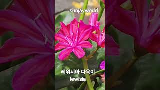 레위시아 💝 lewisia [upl. by Zach]