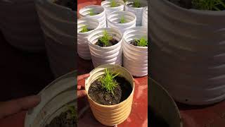 Best Summer Plant Kochia Plant 🪴 ☀️ gharkikheti gardening [upl. by Horan]