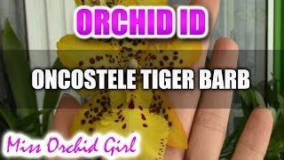 Oncostele Odontocidium Tiger Barb Orchid [upl. by Aryamo614]