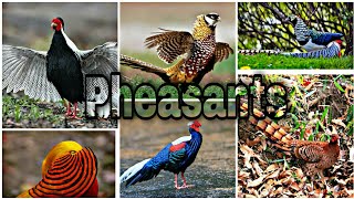 The Most Beautiful Pheasants In The Word  Attractive Pet Story [upl. by Jon674]