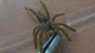 Jumping amp biting Featherleg Baboon Tarantula Stromatopelma calceatum L5 Inferion7 [upl. by Ataynek]