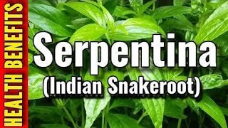 What are the Benefits of Serpentina plant healthytips growonyoutube herbalife herbalmedicine [upl. by Aire]