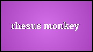 Rhesus monkey Meaning [upl. by Lole]