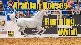 Scottsdale Arabian Horse Show Liberty Run Finals [upl. by Moguel467]