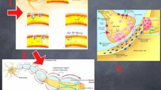 Orofacial Neuropathic Pain Mechanisms [upl. by Oys904]