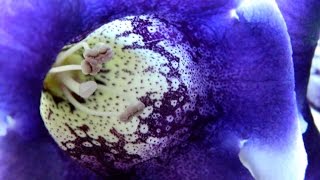 Gloxinia  Sinningia In Flower amp Winter Rest [upl. by Nidak712]