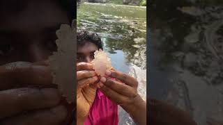 Clear Quartz Crystal Natural Healing Crystals Stones quartz crystal healing nature gemstones [upl. by Jeromy]