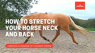 How to stretch your horse neck and back while lunging your horse [upl. by Kared]