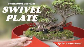 Innovative Spekboom Bonsai Display Rotating Beauty with Swivel Plate [upl. by Fotina]