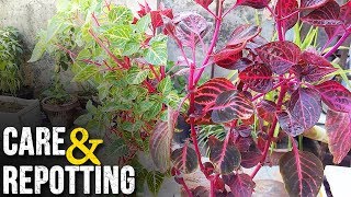 Amaranthus Plant Care  Cuttings Ka Result [upl. by Akihsan]