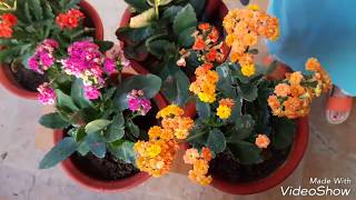 Care and Propagation of Kalanchoe plant [upl. by Rehptsirhc]