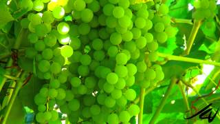 The Grape Patch  picking seedless table grapes in Kelowna  YouTube [upl. by Akinnej706]