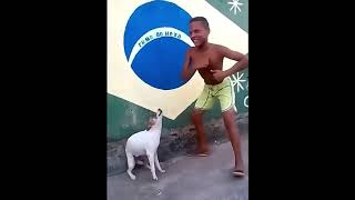 Perro que baila al sonido de perro llorando V [upl. by Aleek]