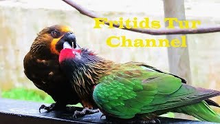 Why Does the Brown Lory Feed a Adopted Baby Parrot [upl. by Dickerson]