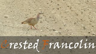 Crested Francolin Ortygornis sephaena Bird Call Video African Groundbirds  Stories Of The Kruger [upl. by Ttessil]