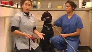 How to Muzzle Dog  LazyPaw Animal Hospitals [upl. by Retswerb]