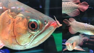 Dragon🐉 arowana prehistoric dragonfish [upl. by Nirat]