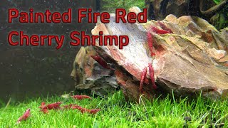 Painted Fire Red Shrimp [upl. by Atteselrahc150]