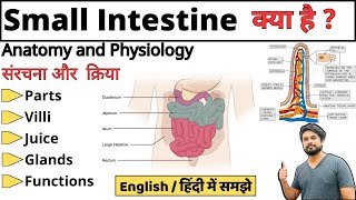 Small Intestine छोटी आंत  Parts  Duodenum jejunum ileum  Bowel Anatomy and Physiology [upl. by Nahgeem757]