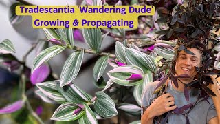 Tradescantia Indoors  Inch Plant  Complete Growing Guide amp Propagation [upl. by Ridglee]