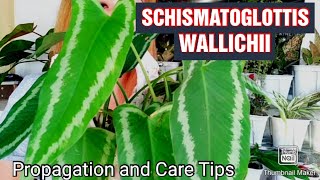 Schismatoglottis Wallichii Plant Propagation and Care TipsGee Channel [upl. by Needan]