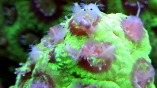 Aquarium life Part 18 LPS Favia Brain coral care feeding [upl. by Eniamor]