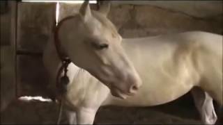 Royal Passion of Indian Marwari Horse [upl. by Earesed]