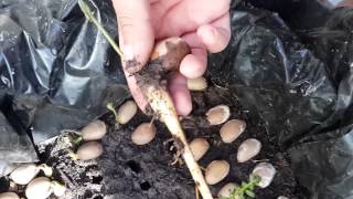 MACROZAMIA COMMUNIS CYCAD SEEDLING ESTRACTION [upl. by Switzer]