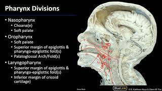 Larynx and Pharynx  Pharynx [upl. by Lallage]