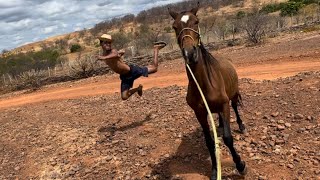 VLOG DE 1 HORA BRUTINHO DOMANDO O CAVALO MAIS BRAVO DO MUNDO [upl. by Kalam64]