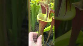 Sarracenia flava collection tour June 2023 [upl. by Alma625]