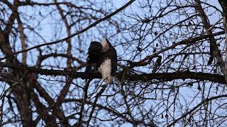 Eagle Preening 1 [upl. by Akamaozu]