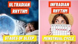 Stages of Sleep and the Menstrual Cycle  Ultradian amp Infradian Rhythms [upl. by Criswell]