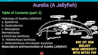 Histology of aurelia  epidermis gastrodermis mesogloea amp type of nematocysts musculature amp loco [upl. by Trudnak]